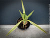 Yucca Gloriosa Citrus Twist, organically grown succulent plants for sale at TOMs FLOWer CLUB, Variegata, variegates plants, hardy yuccas, hardy succulents, winterharte Yuccas, winterharte pflanzen. 