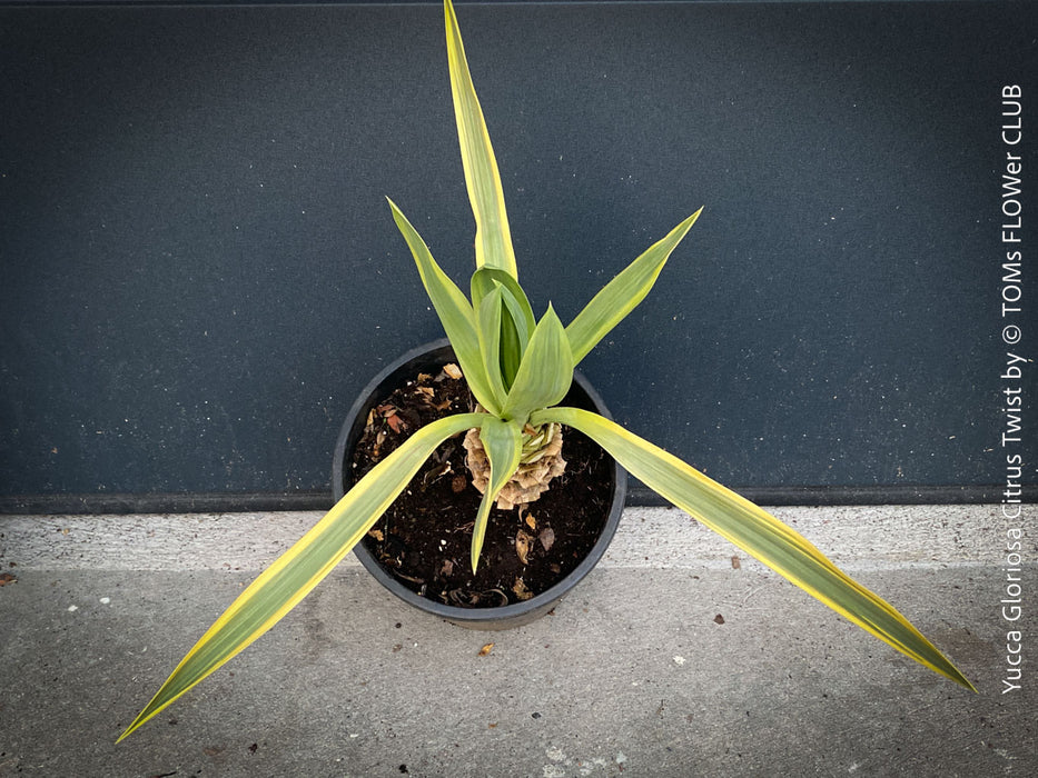 Yucca Gloriosa Citrus Twist, organically grown succulent plants for sale at TOMs FLOWer CLUB, Variegata, variegates plants, hardy yuccas, hardy succulents, winterharte Yuccas, winterharte pflanzen. 
