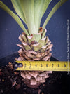 Yucca Gloriosa Citrus Twist, organically grown succulent plants for sale at TOMs FLOWer CLUB, Variegata, variegates plants, hardy yuccas, hardy succulents, winterharte Yuccas, winterharte pflanzen. 