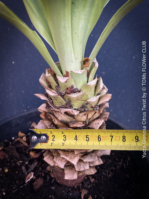 Yucca Gloriosa Citrus Twist, organically grown succulent plants for sale at TOMs FLOWer CLUB, Variegata, variegates plants, hardy yuccas, hardy succulents, winterharte Yuccas, winterharte pflanzen. 