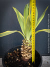 Yucca Gloriosa Citrus Twist, organically grown succulent plants for sale at TOMs FLOWer CLUB, Variegata, variegates plants, hardy yuccas, hardy succulents, winterharte Yuccas, winterharte pflanzen. 