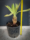Yucca Gloriosa Citrus Twist, organically grown succulent plants for sale at TOMs FLOWer CLUB, Variegata, variegates plants, hardy yuccas, hardy succulents, winterharte Yuccas, winterharte pflanzen. 
