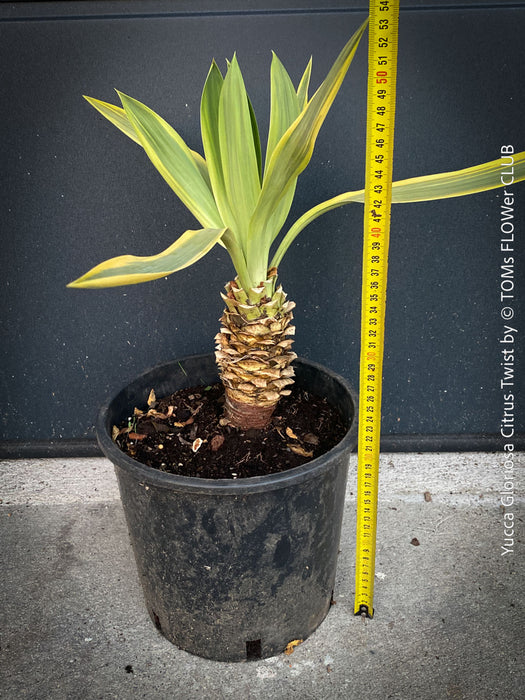 Yucca Gloriosa Citrus Twist, organically grown succulent plants for sale at TOMs FLOWer CLUB, Variegata, variegates plants, hardy yuccas, hardy succulents, winterharte Yuccas, winterharte pflanzen. 