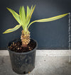 Yucca Gloriosa Citrus Twist, organically grown succulent plants for sale at TOMs FLOWer CLUB, Variegata, variegates plants, hardy yuccas, hardy succulents, winterharte Yuccas, winterharte pflanzen. 