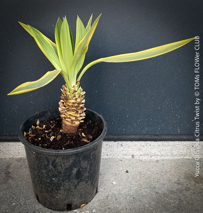 Yucca Gloriosa Citrus Twist, organically grown succulent plants for sale at TOMs FLOWer CLUB, Variegata, variegates plants, hardy yuccas, hardy succulents, winterharte Yuccas, winterharte pflanzen. 