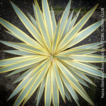 Yucca Gloriosa Citrus Twist, organically grown succulent plants for sale at TOMs FLOWer CLUB, Variegata, variegates plants, hardy yuccas, hardy succulents, winterharte Yuccas, winterharte pflanzen. 