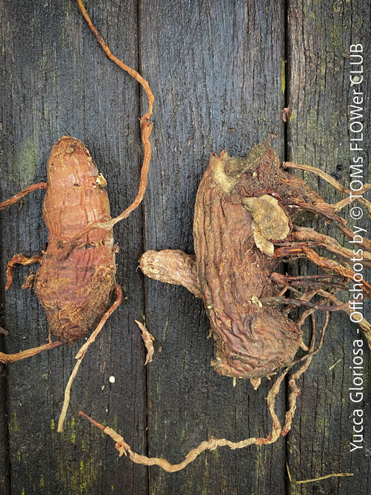 Yucca Gloriosa, Offshoots, organically grown succulent plants for sale at TOMs FLOWer CLUB.