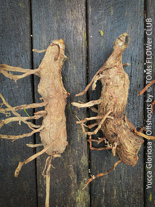 Yucca Gloriosa, Offshoots, organically grown succulent plants for sale at TOMs FLOWer CLUB.