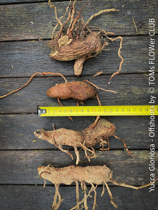 Yucca Gloriosa, Offshoots, organically grown succulent plants for sale at TOMs FLOWer CLUB.