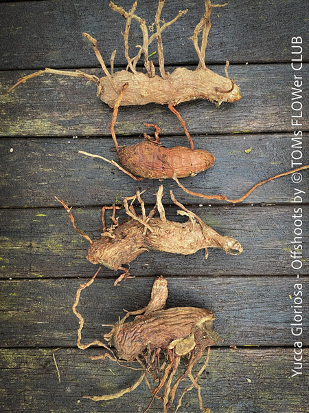 Yucca Gloriosa, Offshoots, organically grown succulent plants for sale at TOMs FLOWer CLUB.