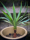 Yucca Gloriosa, organically grown succulent plants for sale at TOMs FLOWer CLUB.