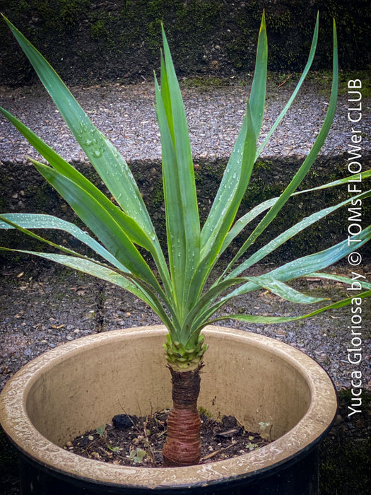 Yucca Gloriosa, organically grown succulent plants for sale at TOMs FLOWer CLUB.