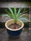 Yucca Gloriosa, organically grown succulent plants for sale at TOMs FLOWer CLUB.
