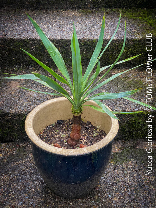 Yucca Gloriosa, organically grown succulent plants for sale at TOMs FLOWer CLUB.