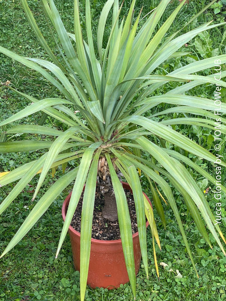 Yucca Gloriosa, organically grown succulent plants for sale at TOMs FLOWer CLUB.