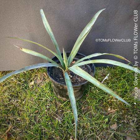 Yucca Gloriosa, organically grown succulent plants for sale at TOMs FLOWer CLUB.