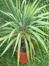 Yucca Gloriosa, organically grown succulent yucca plants for sale at TOMs FLOWer CLUB.