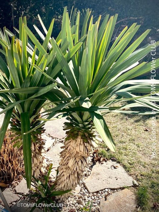 Yucca Gloriosa, organically grown succulent yucca plants for sale at TOMs FLOWer CLUB.