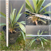 Yucca Gloriosa, organically grown succulent yucca plants for sale at TOMs FLOWer CLUB.