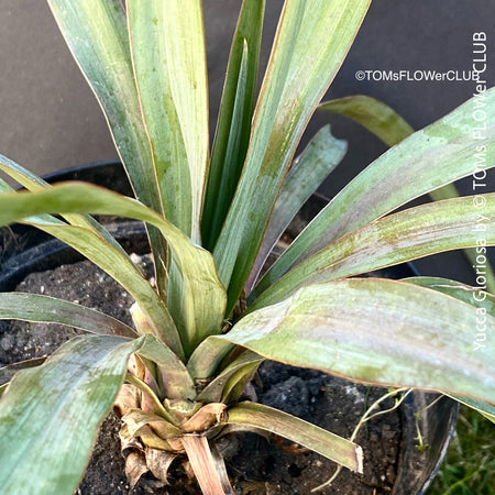 Yucca Gloriosa, organically grown succulent yucca plants for sale at TOMs FLOWer CLUB.