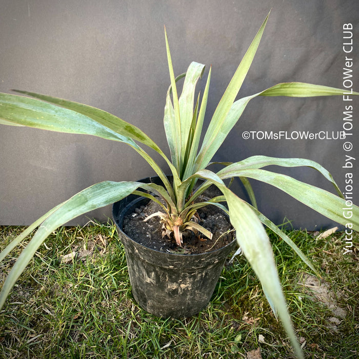 Yucca Gloriosa, organically grown succulent yucca plants for sale at TOMs FLOWer CLUB. 