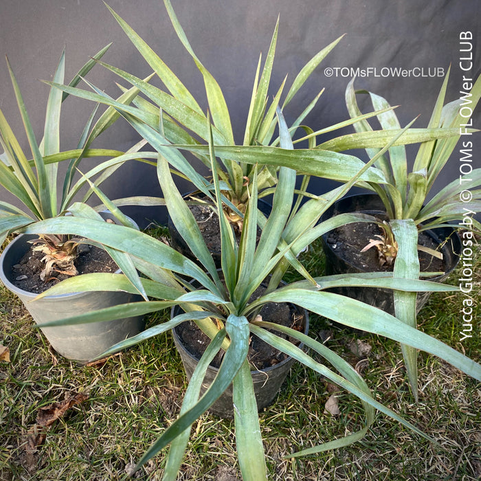 Yucca Gloriosa, organically grown succulent yucca plants for sale at TOMs FLOWer CLUB.