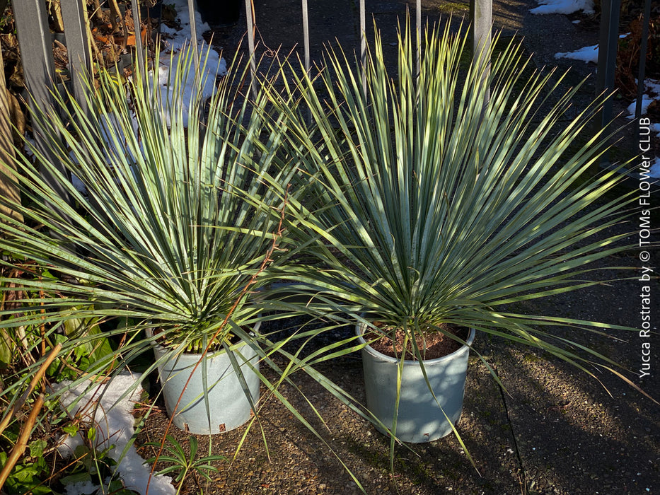 Yucca Rostrata