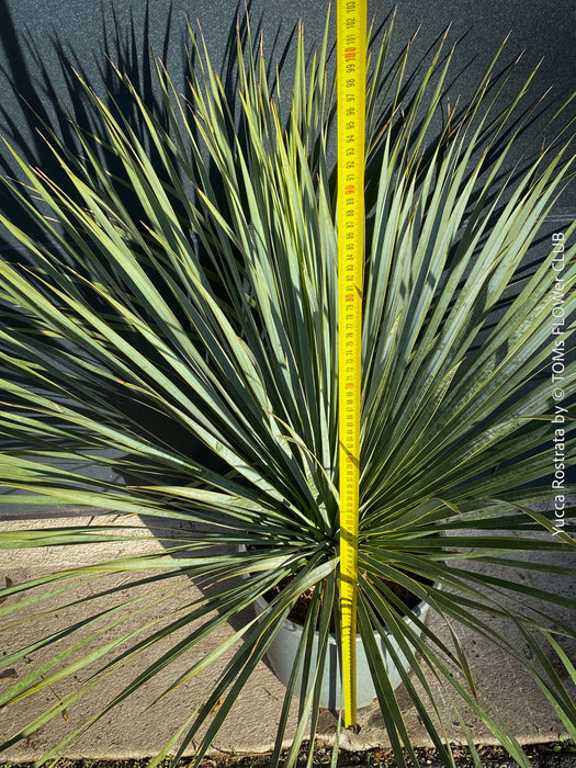 Yucca Rostrata