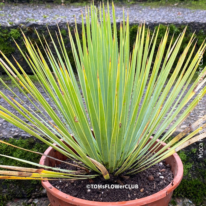Yucca Rostrata, organically grown succulent plants for sale at TOMs FLOWer CLUB, hardy yuccas, hardy succulents, winterharte Yuccas, winterharte pflanzen. 