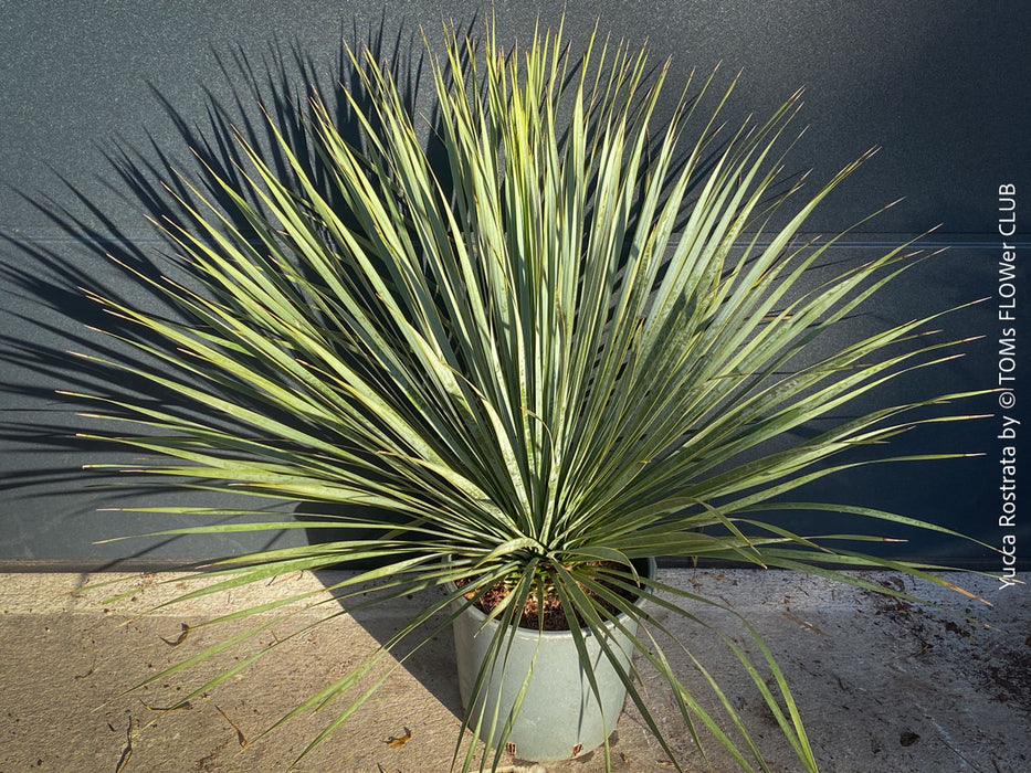 Yucca Rostrata