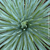 Yucca Rostrata, organically grown succulent plants for sale at TOMs FLOWer CLUB, hardy yuccas, hardy succulents, winterharte Yuccas, winterharte pflanzen. 