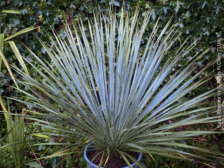 Yucca Rostrata