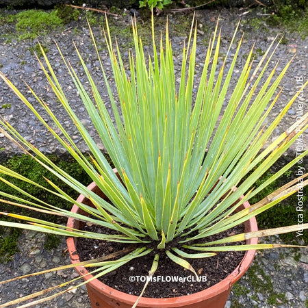 Yucca Rostrata, organically grown succulent plants for sale at TOMs FLOWer CLUB, hardy yuccas, hardy succulents, winterharte Yuccas, winterharte pflanzen. 