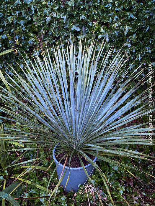 Yucca Rostrata