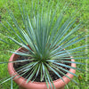 Yucca Rostrata, organically grown succulent plants for sale at TOMs FLOWer CLUB.