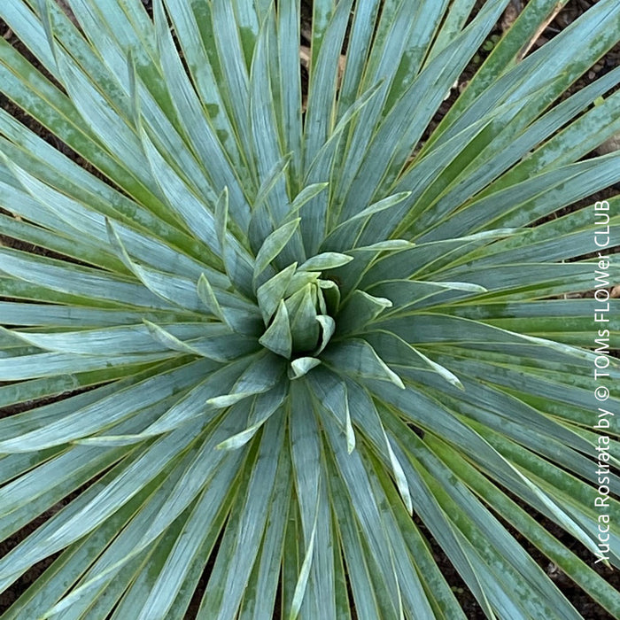 Yucca Rostrata, organically grown succulent plants for sale at TOMs FLOWer CLUB.