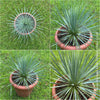 Yucca Rostrata, organically grown succulent plants for sale at TOMs FLOWer CLUB.