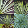 Yucca Rostrata, organically grown succulent plants for sale at TOMs FLOWer CLUB.