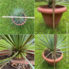 Yucca Rostrata, organically grown succulent plants for sale at TOMs FLOWer CLUB.