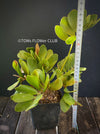 Zamia Furfuracea, organically grown tropical cycad plants for sale at TOMs FLOWer CLUB.