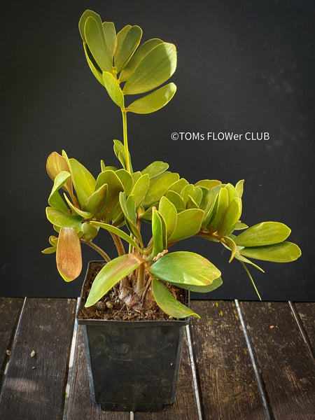 Zamia Furfuracea, organically grown tropical cycad plants for sale at TOMs FLOWer CLUB.