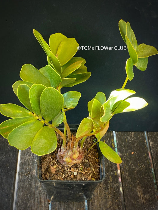 Zamia Furfuracea, organically grown tropical cycad plants for sale at TOMs FLOWer CLUB.