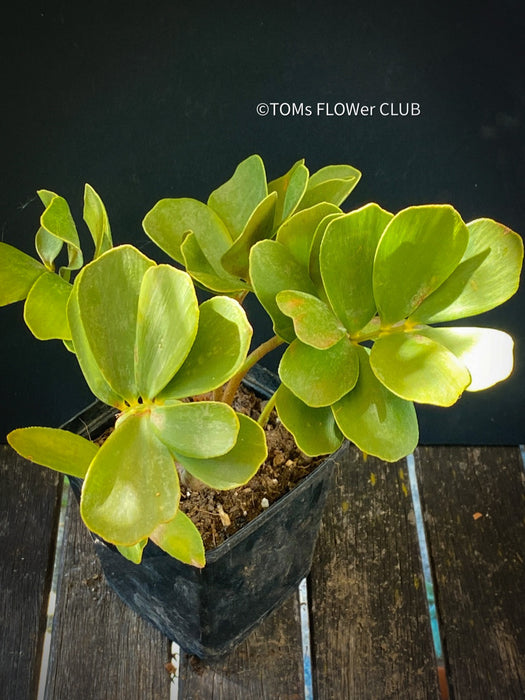 Zamia Furfuracea, organically grown tropical cycad plants for sale at TOMs FLOWer CLUB.