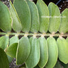 Zamia Furfuracea, organically grown tropical cycad plants for sale at TOMs FLOWer CLUB.