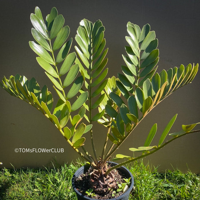 Zamia Furfuracea, organically grown tropical cycad plants for sale at TOMs FLOWer CLUB.