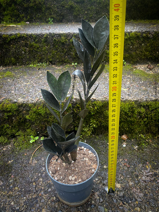 Zamioculcas Zamiifolia Black Raven, ZZ plant, organically grown tropical plants for sale at TOMs FLOWer CLUB.