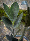 Zamioculcas Zamiifolia Black Raven, ZZ plant, organically grown tropical plants for sale at TOMs FLOWer CLUB.