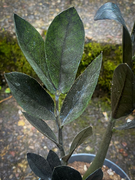 Zamioculcas Zamiifolia Black Raven, ZZ plant, organically grown tropical plants for sale at TOMs FLOWer CLUB.