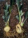 Zamioculcas Zamiifolia Black Raven, ZZ plant, organically grown tropical plants for sale at TOMs FLOWer CLUB.