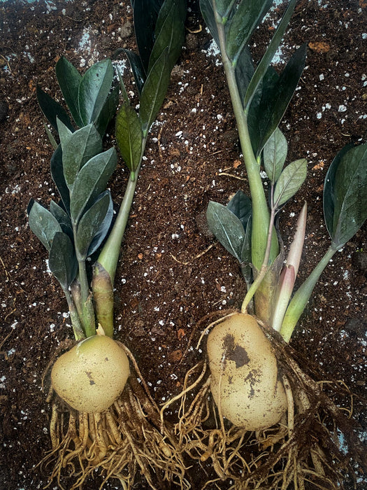 Zamioculcas Zamiifolia Black Raven, ZZ plant, organically grown tropical plants for sale at TOMs FLOWer CLUB.